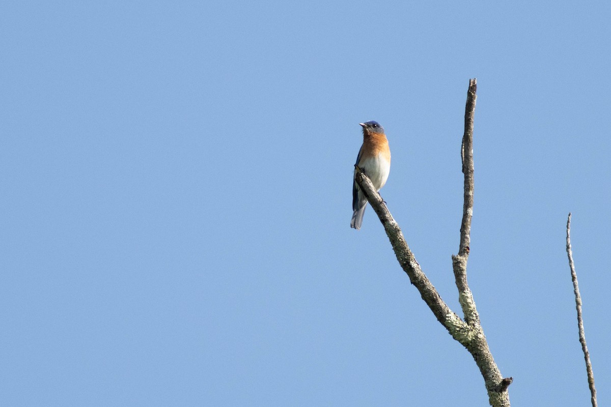 Eastern Bluebird - ML635343827