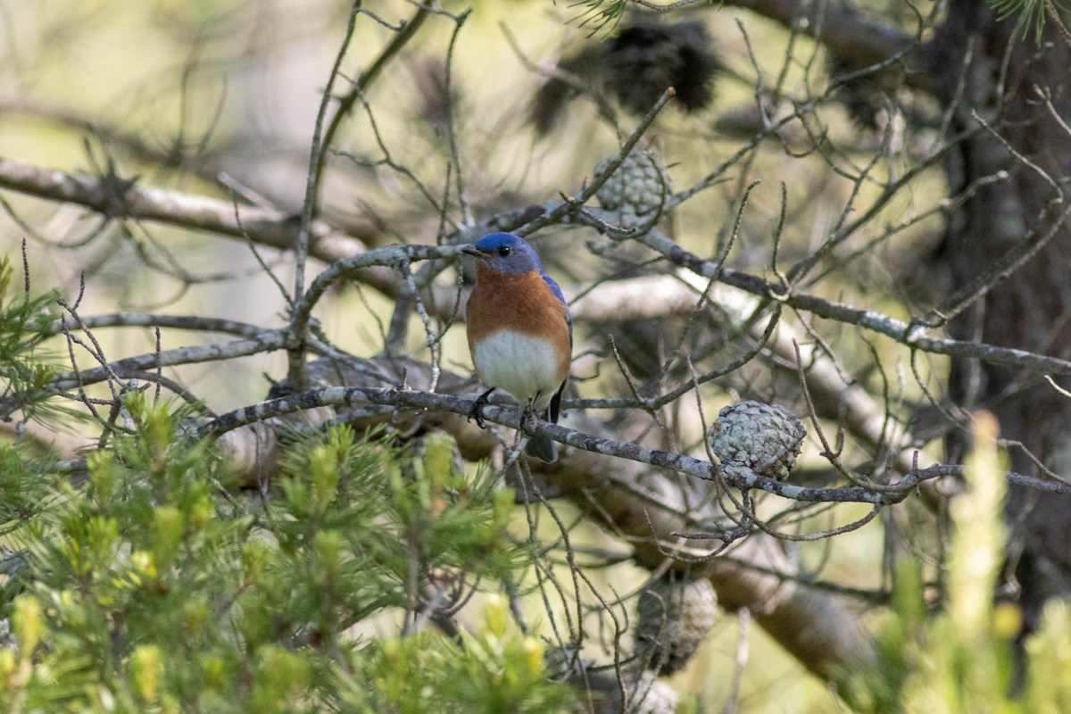 Eastern Bluebird - ML635343828