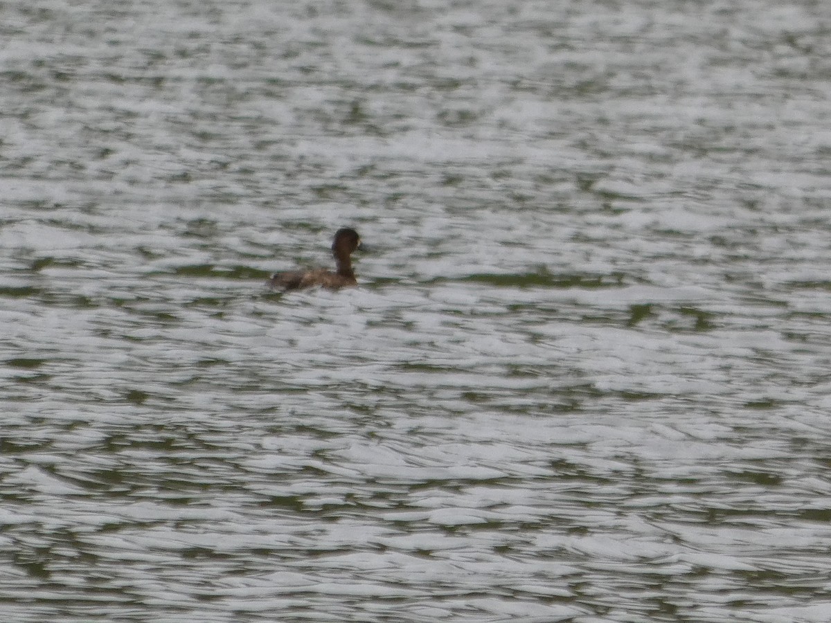 Lesser Scaup - ML635343848