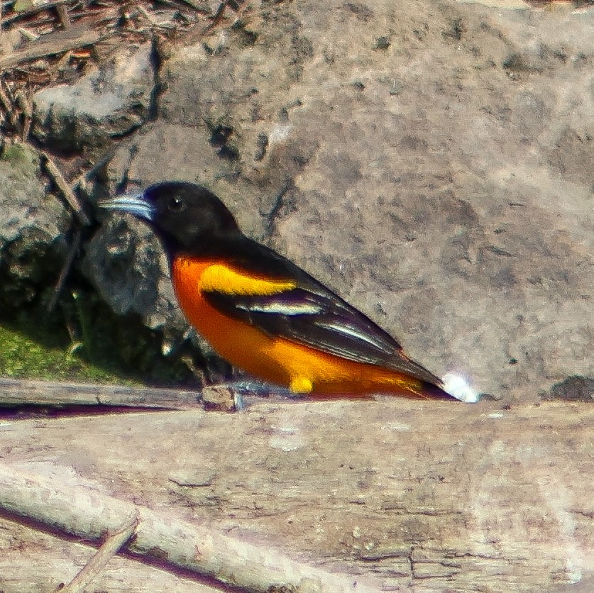 Baltimoretrupial - ML635343860