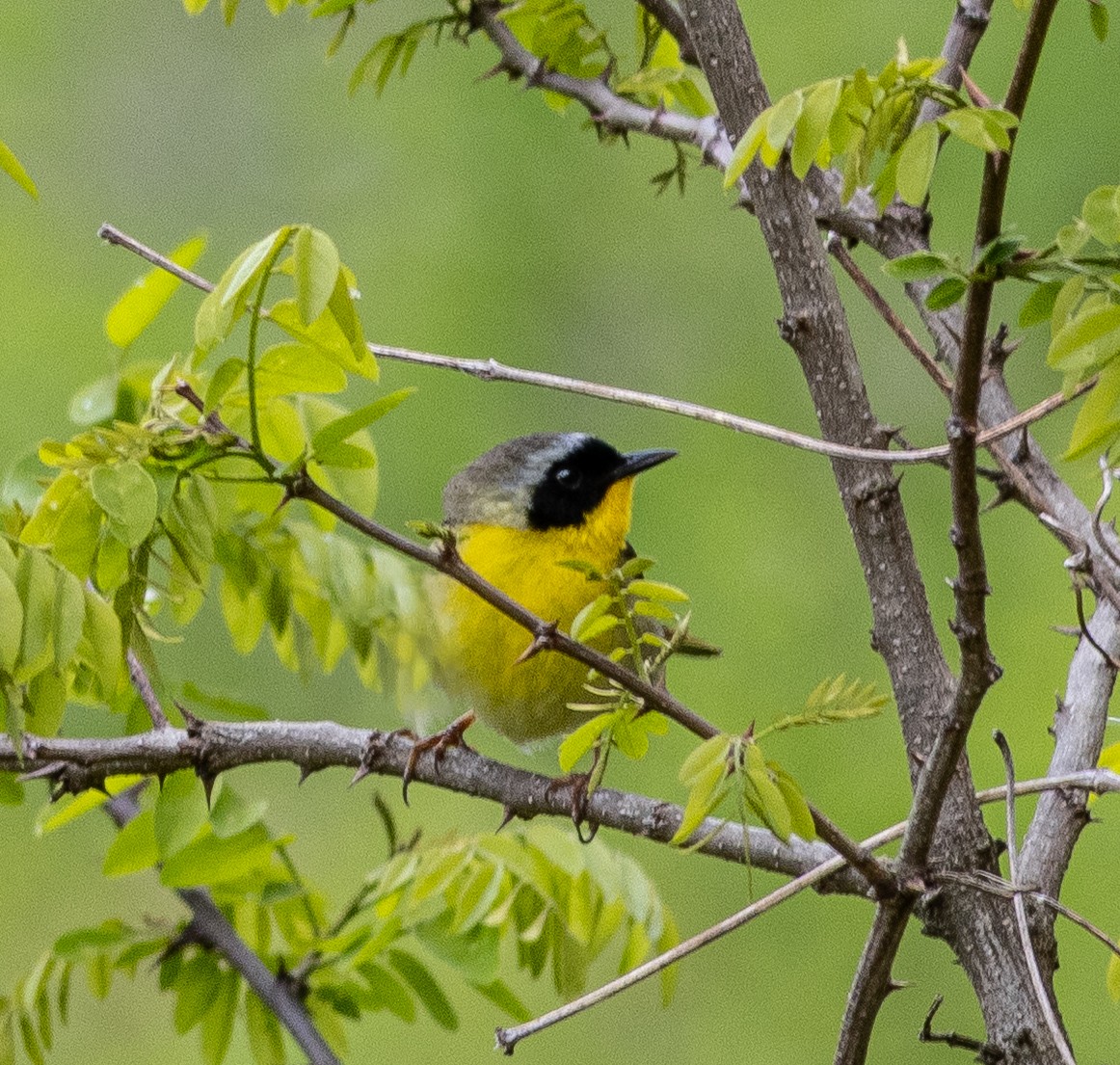 Common Yellowthroat - ML635343861