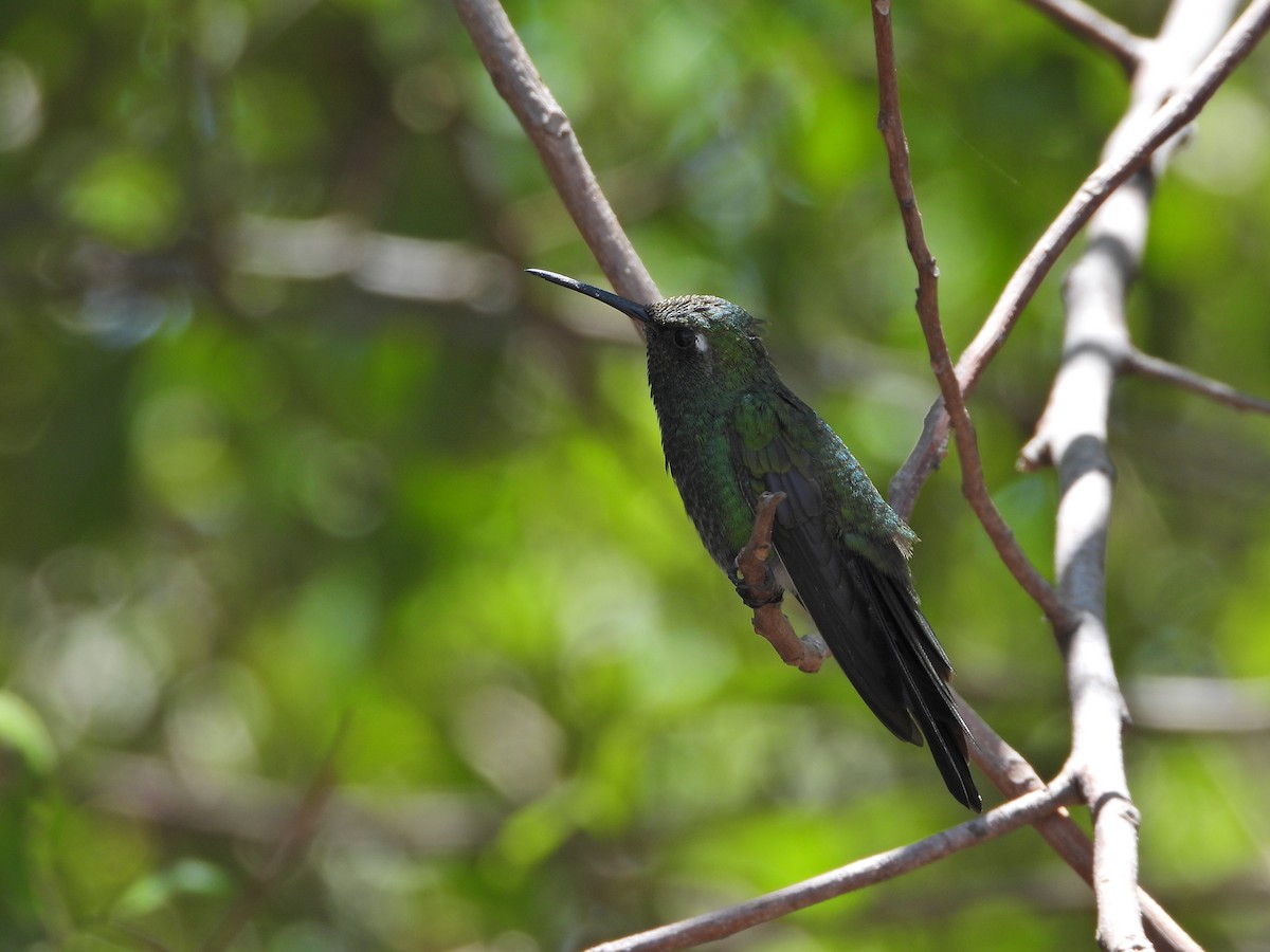Cuban Emerald - ML635343876