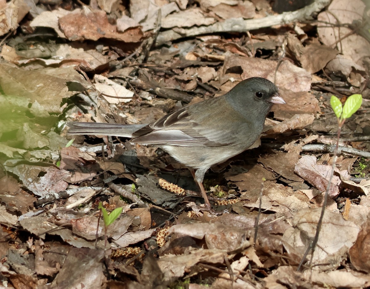 Junco ardoisé - ML635343880