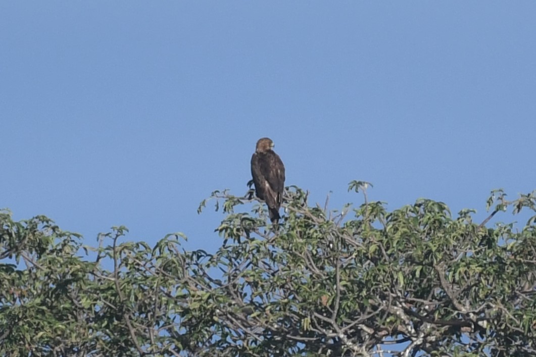 Tawny Eagle - ML635343895