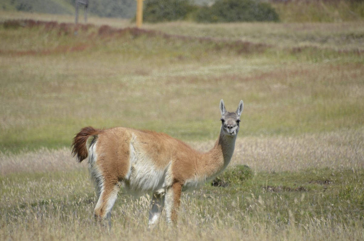 Animals - ML635343912