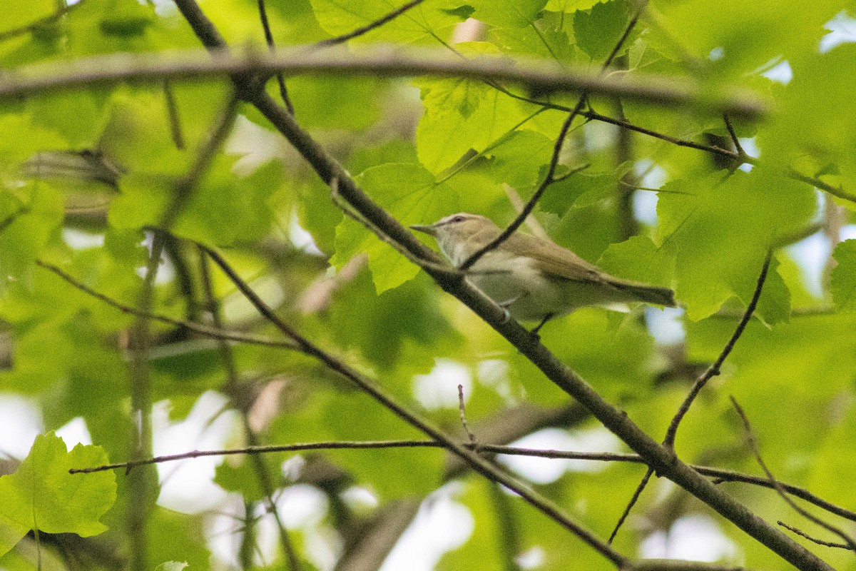Red-eyed Vireo - ML635343939