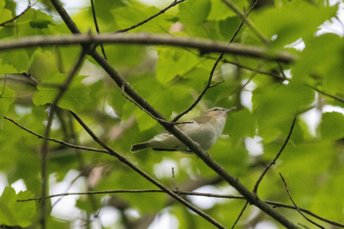 Red-eyed Vireo - ML635343940