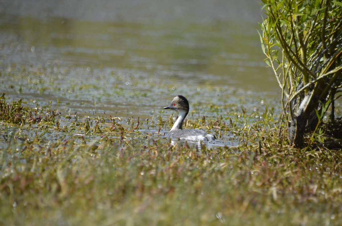 Silvery Grebe (Patagonian) - ML635343951