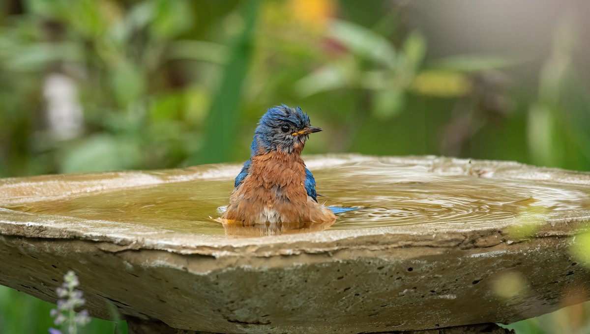 Eastern Bluebird - ML635343971