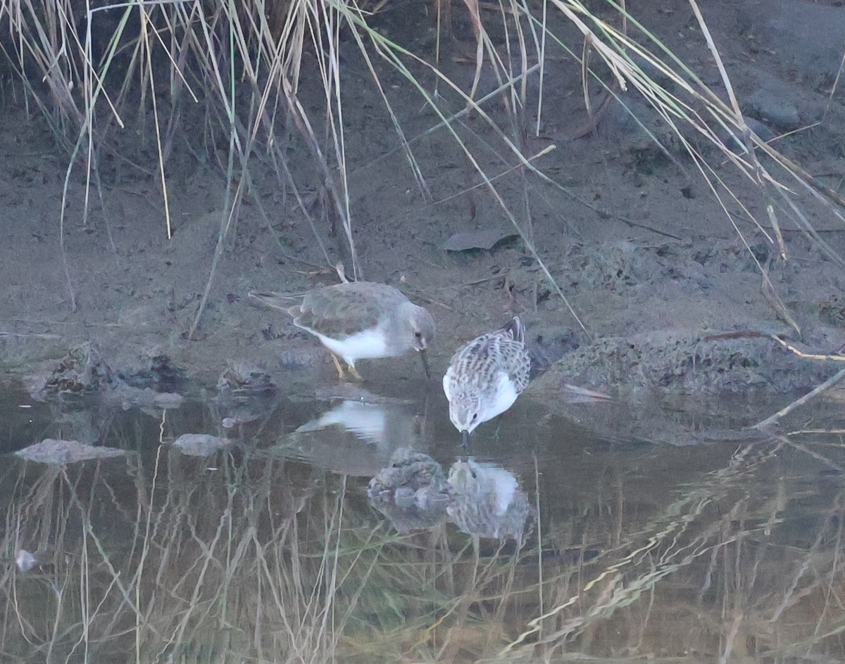 Little Stint - ML635343973