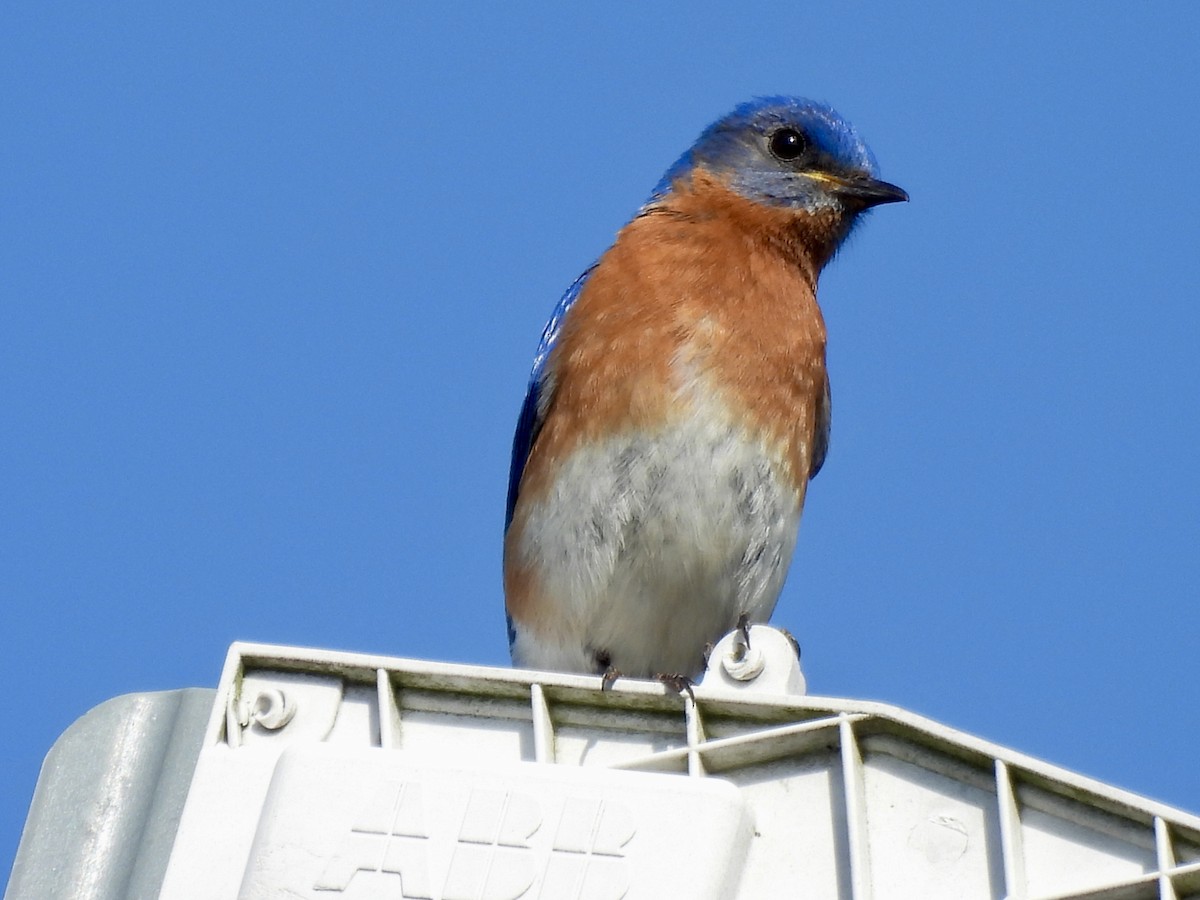 Eastern Bluebird - ML635344017