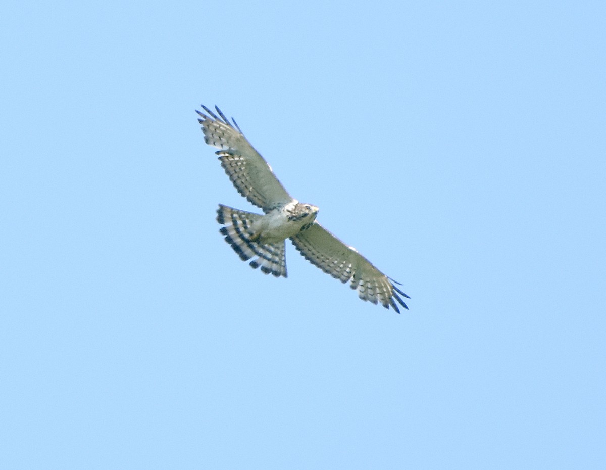 ハネビロノスリ - ML635344021
