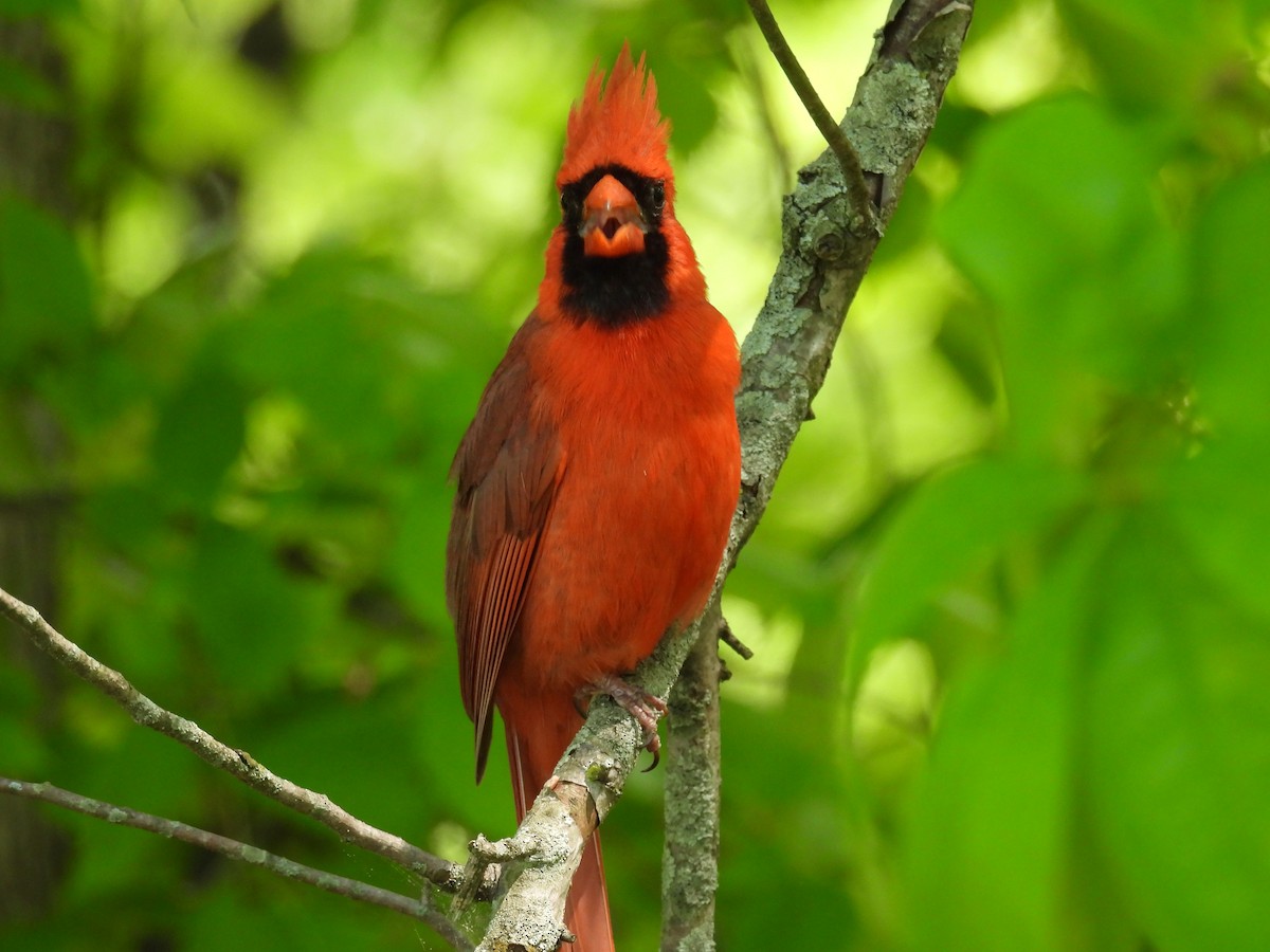 Northern Cardinal - ML635344040