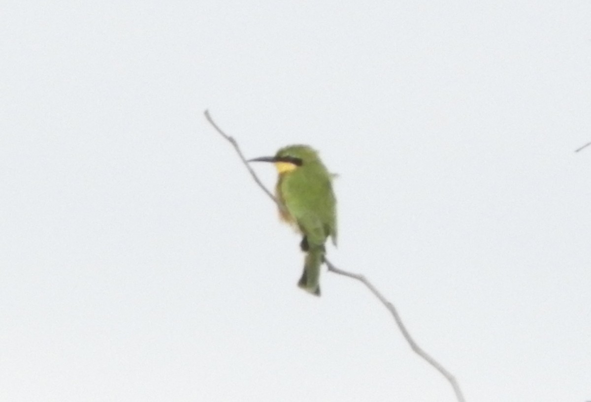 Little Bee-eater - ML635344054