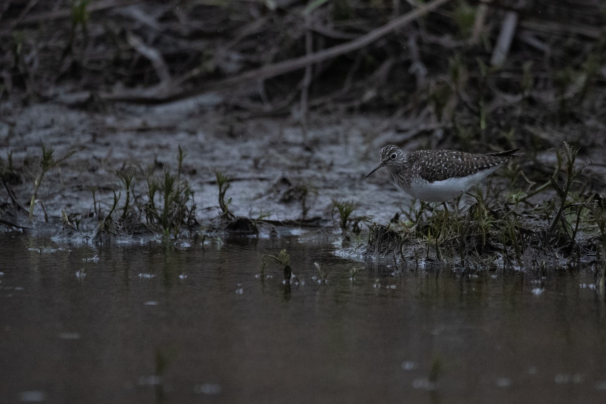 Solitary Sandpiper - ML635344056
