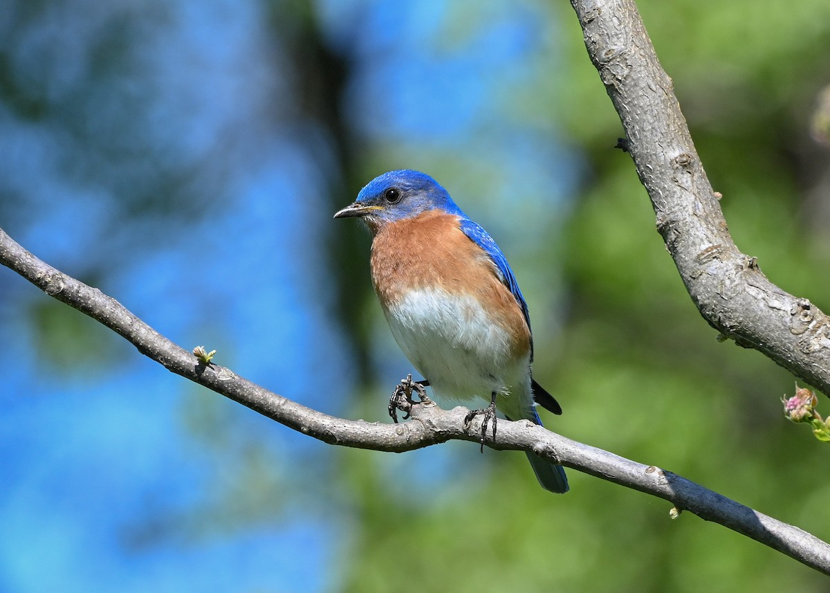 Eastern Bluebird - ML635344060