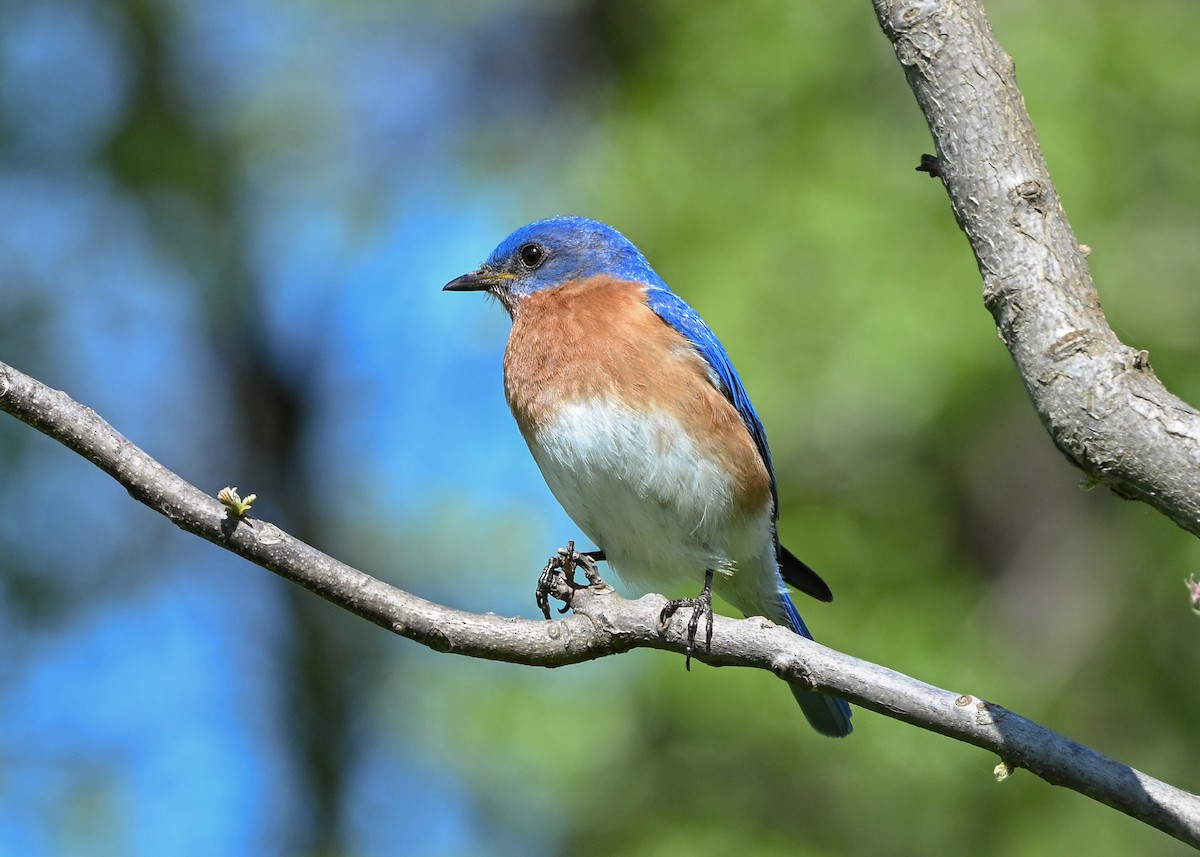 Eastern Bluebird - ML635344061