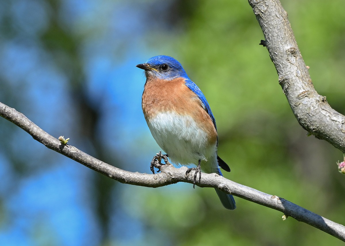 Eastern Bluebird - ML635344062