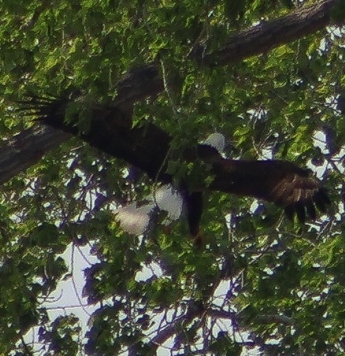 Weißkopf-Seeadler - ML635344081