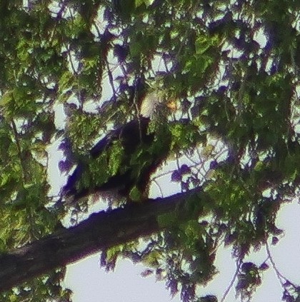 Weißkopf-Seeadler - ML635344082
