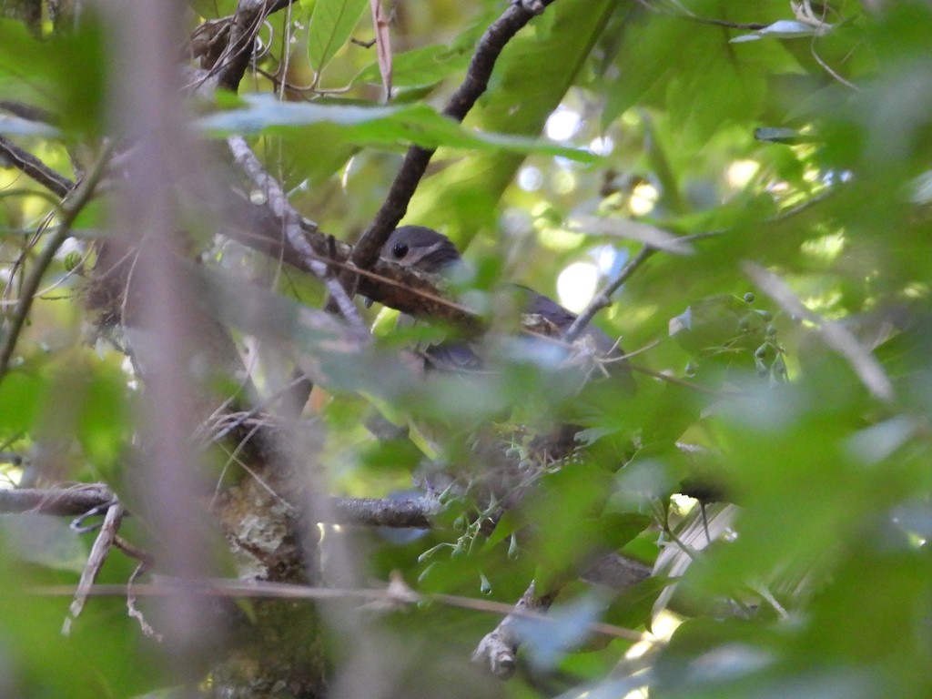 Chiriqui Quail-Dove - ML635344108