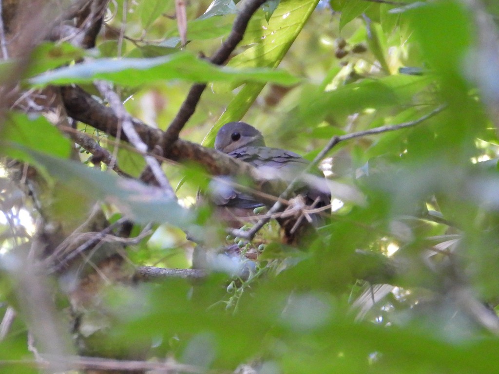 Chiriqui Quail-Dove - ML635344110