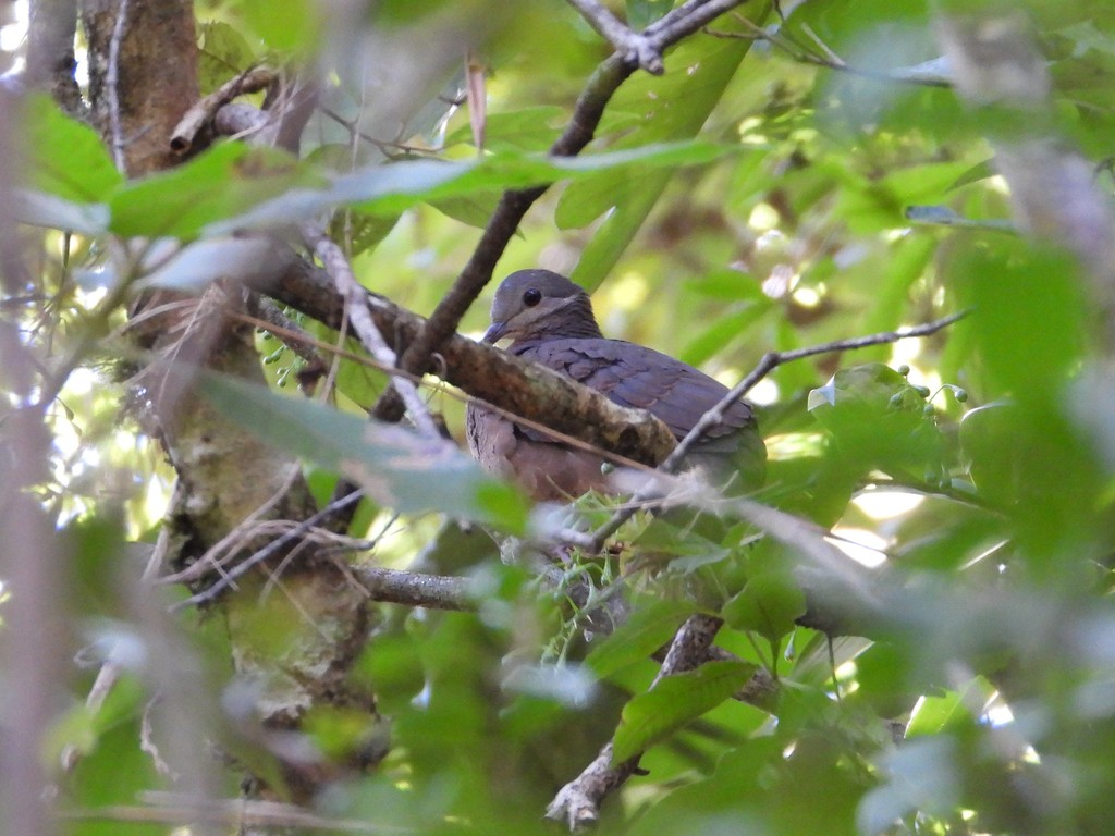 Chiriqui Quail-Dove - ML635344112
