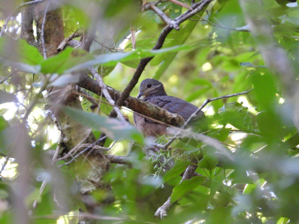 Chiriqui Quail-Dove - ML635344113