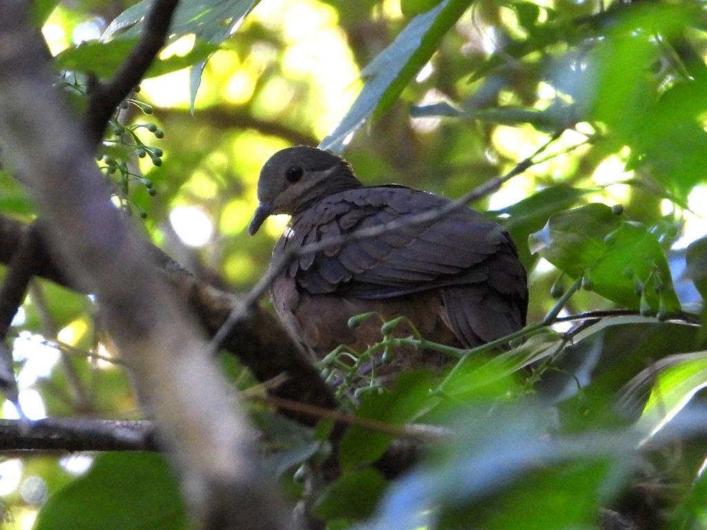 Chiriqui Quail-Dove - ML635344114