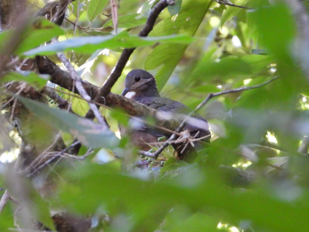 Chiriqui Quail-Dove - ML635344115