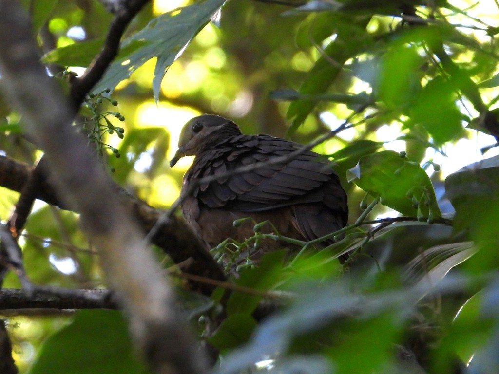 Chiriqui Quail-Dove - ML635344119