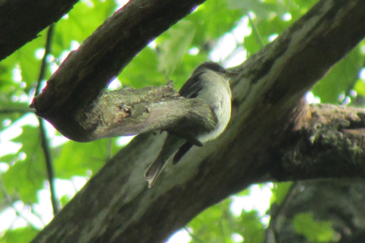 Eastern Wood-Pewee - ML635344164