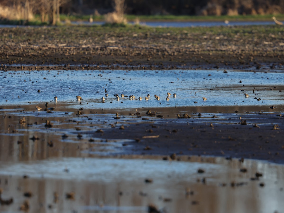 pygmésnipe - ML635344168