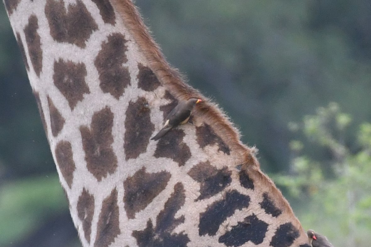 Yellow-billed Oxpecker - ML635344184