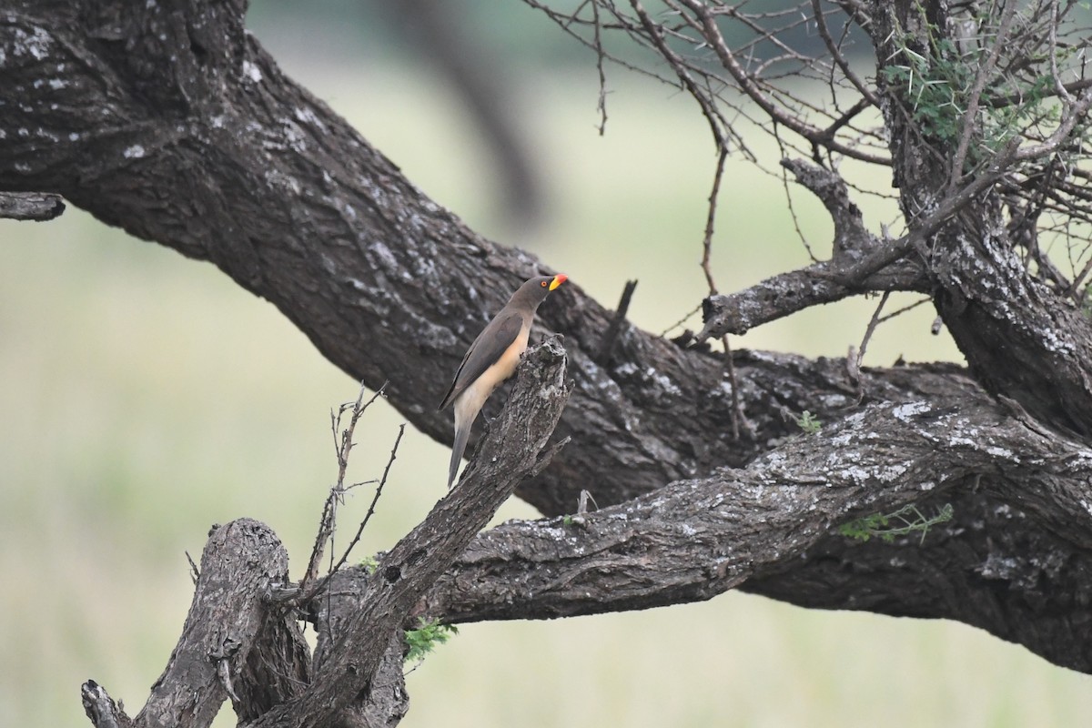 Yellow-billed Oxpecker - ML635344193