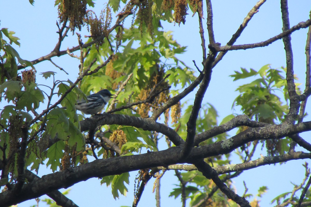 Cerulean Warbler - ML635344199