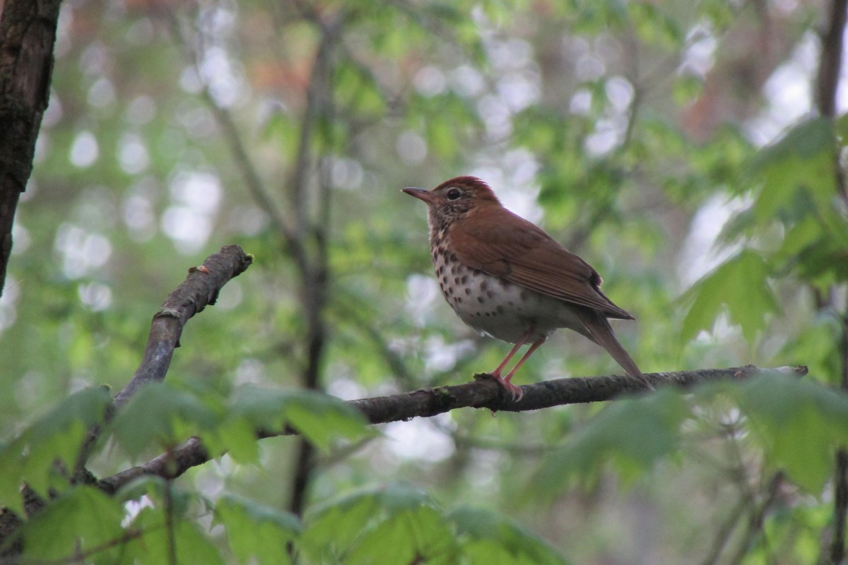 Wood Thrush - ML635344305