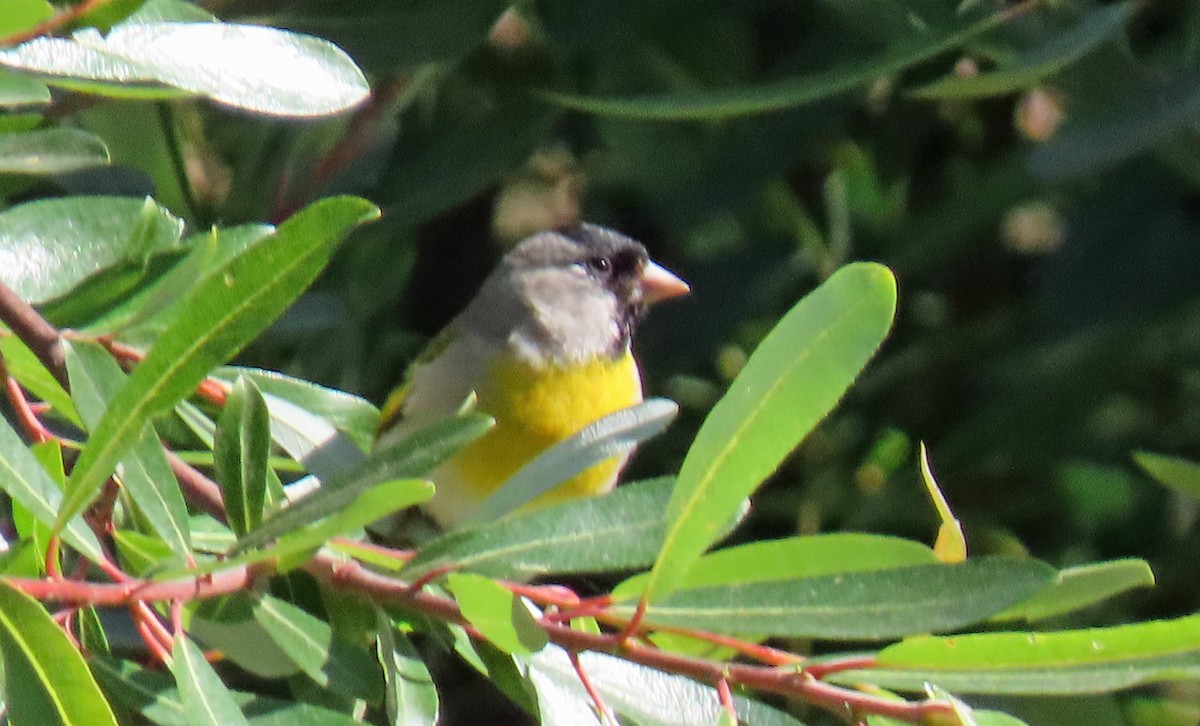 gråstillits - ML635344385