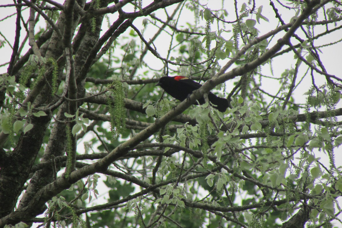 Red-winged Blackbird - ML635344403