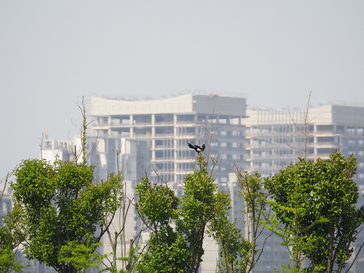 喜鵲 - ML635344415