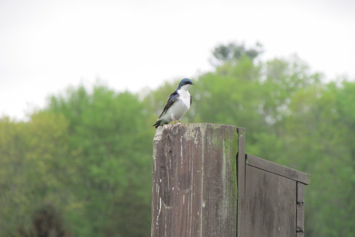 Tree Swallow - ML635344428