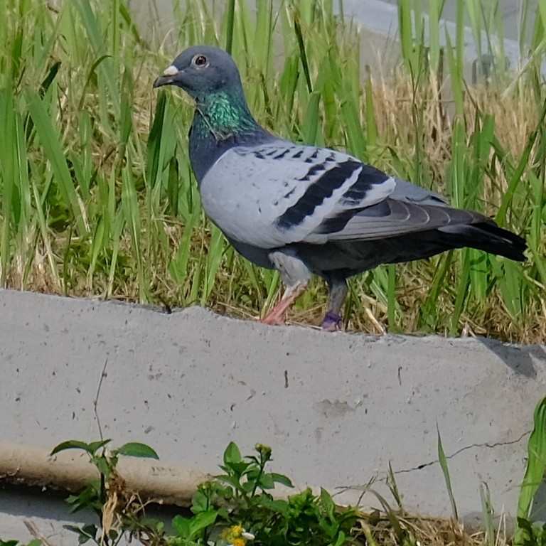 Rock Pigeon (Feral Pigeon) - ML635344463