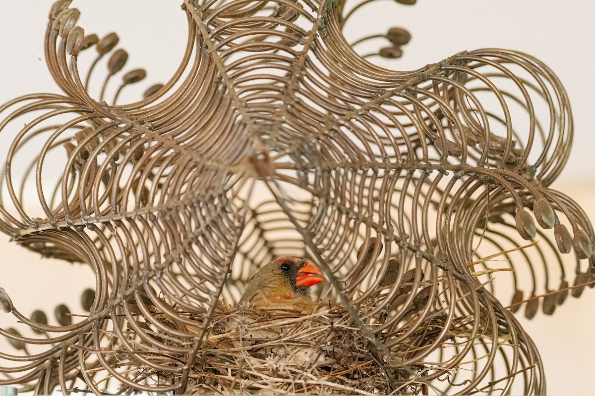 Northern Cardinal - ML635344527