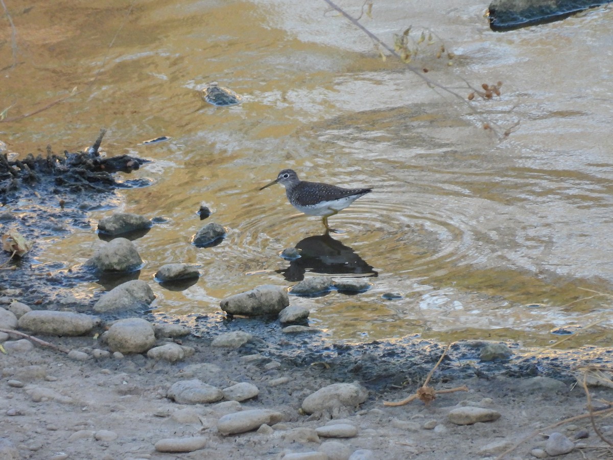 Solitary Sandpiper - ML635344529