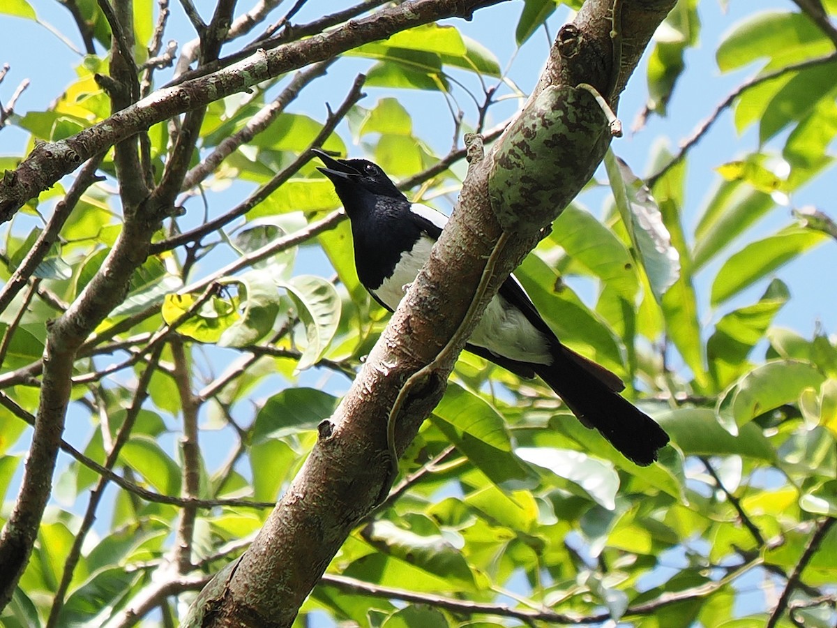 Philippine Magpie-Robin - ML635344536