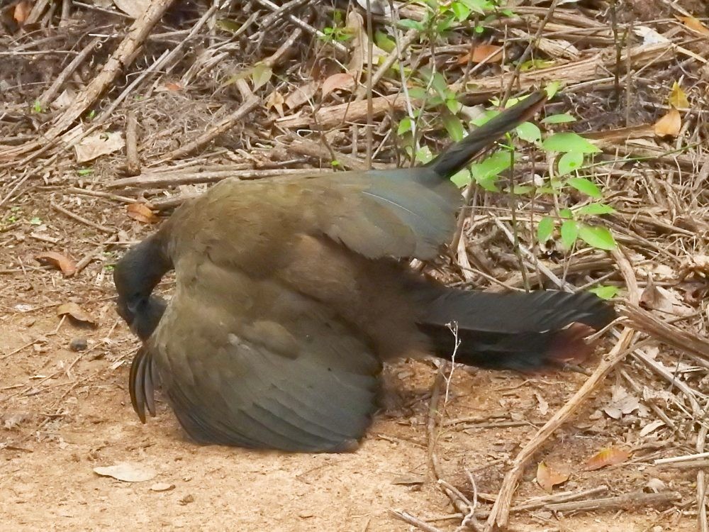 Chachalaca Culirroja - ML635344547