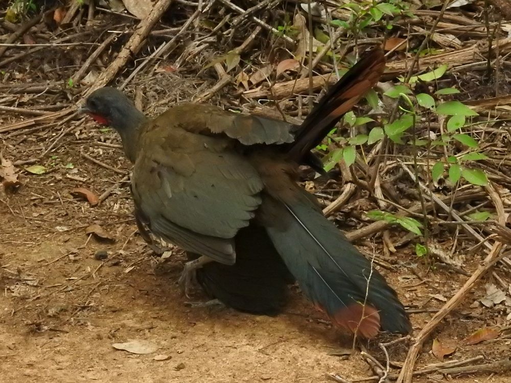 Chachalaca Culirroja - ML635344554