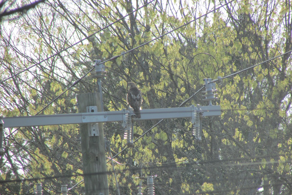 Red-tailed Hawk - ML635344561