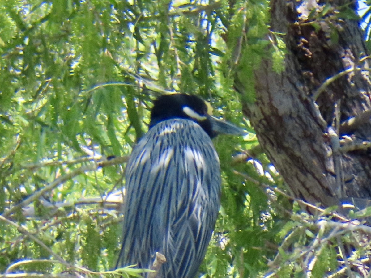 Yellow-crowned Night Heron - ML635344564
