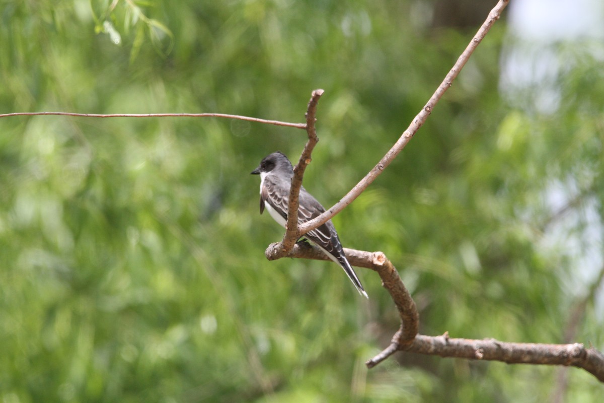 טירן מזרחי - ML635344568